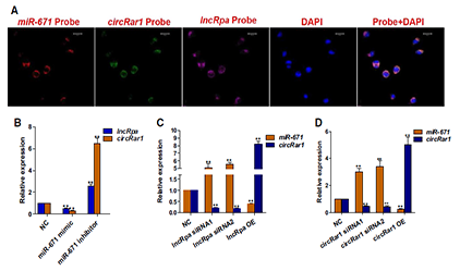 A novel regulatory network among LncRpa, CircRar1, MiR‑671 and apoptotic genes promotes lead‑induced neuronal cell apoptosis