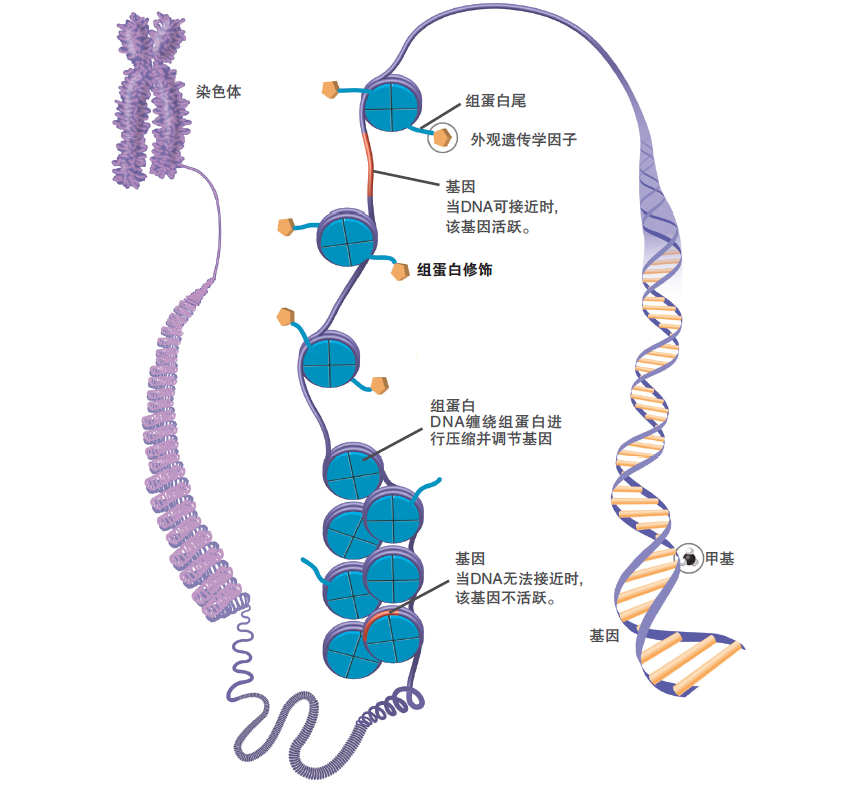 表观遗传学研究方案