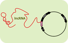 lncRNA表达载体