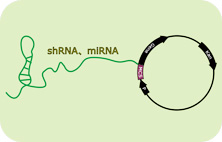 miRNA表达载体