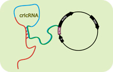 circRNA表达载体