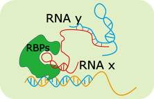 RNA杂交系统