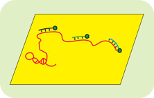 RNA荧光原位杂交（RNA-FISH）