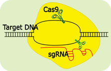 CRISPR/Cas9