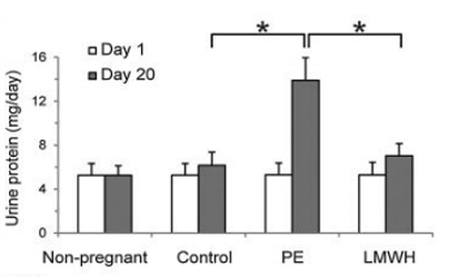 Low-molecular-weight heparin protects kidney through an anti-apoptotic mechanism in a rat pre-eclamptic model