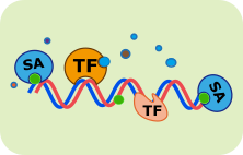 DNA pulldown