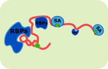 RNA pulldown