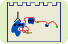 RNA-EMSA