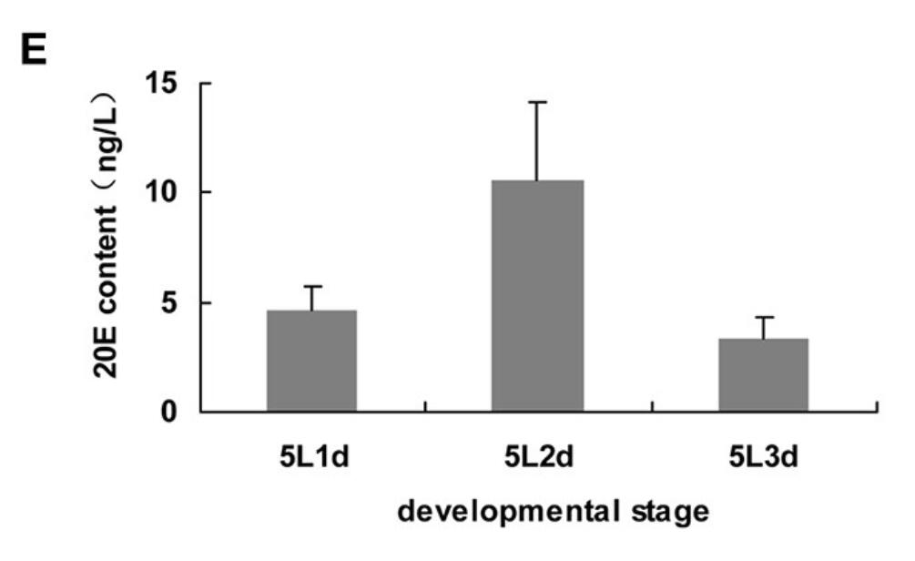 Genome-Wide Screening and Functional Analysis Reveal That the Specific microRNA nlu-miR-173 Regulates Molting by Targeting Ftz-F1 in Nilaparvata lugens