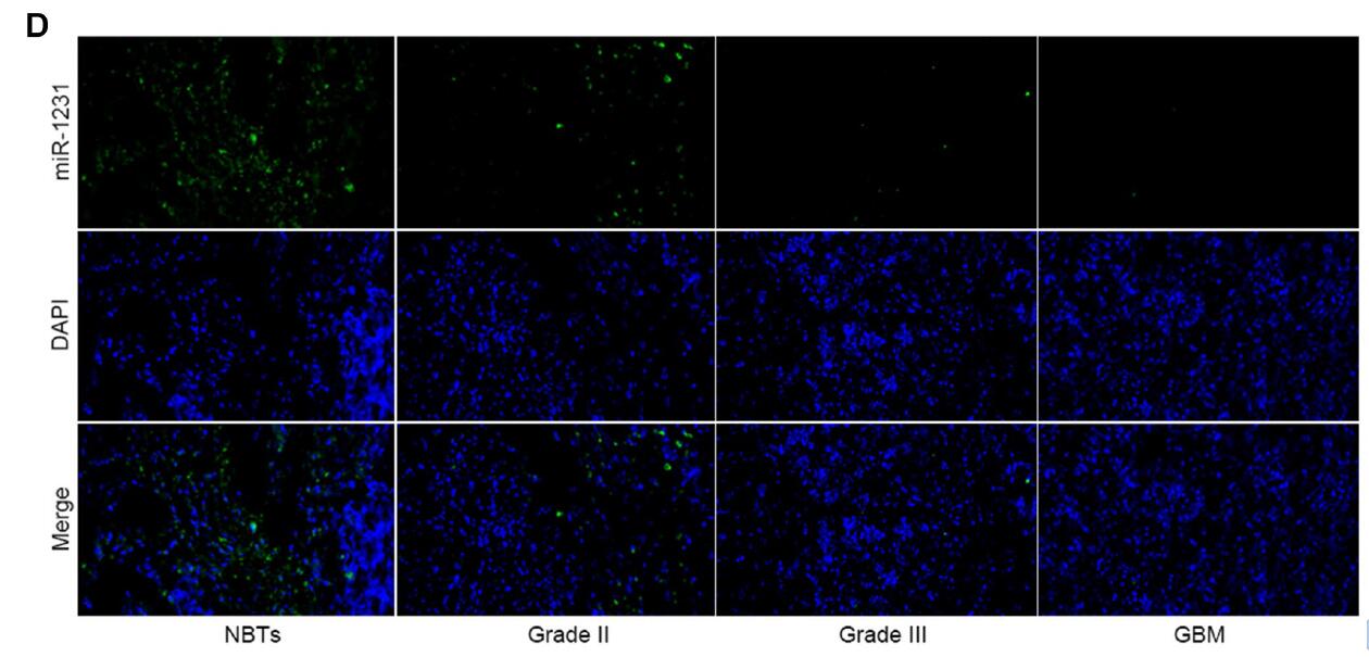 MicroRNA-1231 exerts a tumor suppressor role through regulating the EGFR/PI3K/AKT axis in glioma