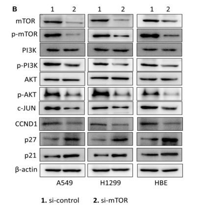 MiR-3188 Inhibits Non-small Cell Lung Cancer Cell Proliferation Through FOXO1-Mediated mTOR-p-PI3K/AKT-c-JUN Signaling Pathway