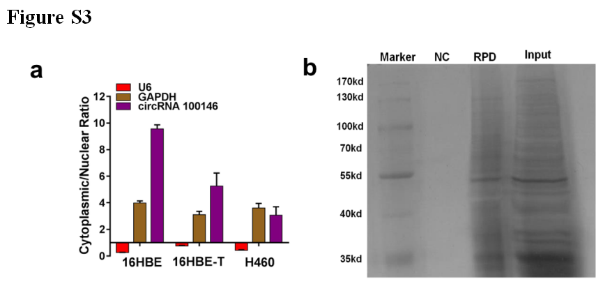 Circular RNA 100146 functions as an oncogene through direct binding to miR-361-3p and miR-615-5p in non-small cell lung cancer