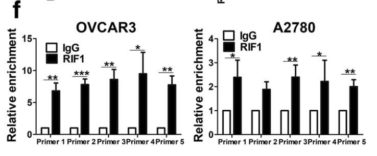 RIF1 promotes human epithelial ovarian cancer growth and progression via activating human telomerase reverse transcriptase expression