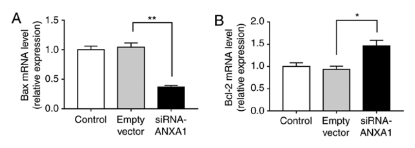 Silencing of Annexin A1 suppressed the apoptosis and inflammatory response of preeclampsia rat trophoblasts