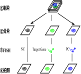 新冠病毒（COVID-19）荧光原位杂交(RNA-FISH)试剂盒（科研用途） 成功研发
