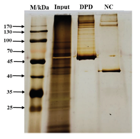 Spo0A can efficiently enhance the expression of the alkaline protease gene aprE in Bacillus licheniformis by specifically binding to its regulatory region