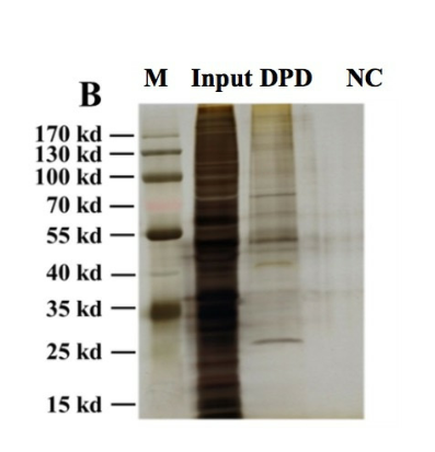VviWRKY40, a WRKY Transcription Factor, Regulates Glycosylated Monoterpenoid Production by VviGT14 in Grape Berry