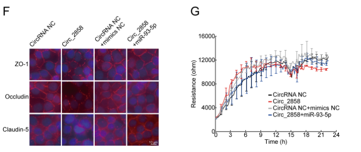 Circ_2858 helps blood-brain barrier disruption by increasing VEGFA via sponging miR-93-5p during Escherichia coli  meningitis 