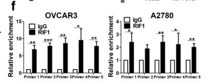 RIF1 promotes human epithelial ovarian cancer growth and progression via activating human telomerase reverse transcriptase expression