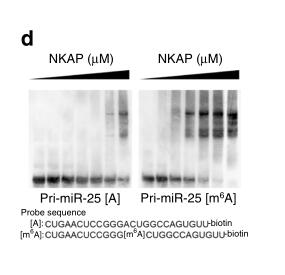 Excessive miR-25-3p maturation via N6-methyladenosine stimulated by cigarette smoke promotes pancreatic cancer progression