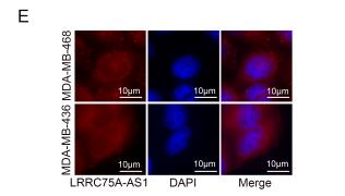 Long non-coding RNA LRRC75A-AS1 facilitates triple negative breast cancer cell proliferation and invasion via functioning as a ceRNA to modulate BAALC