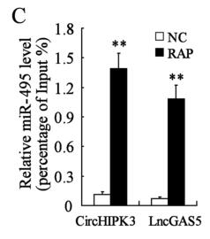 The regulatory network among CircHIPK3, LncGAS5, and miR-495 promotes Th2 differentiation in allergic rhinitis