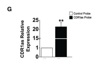 circRNA CDR1as Promotes Pulmonary Artery Smooth Muscle Cell Calcification by Upregulating CAMK2D and CNN3 via Sponging miR-7-5p