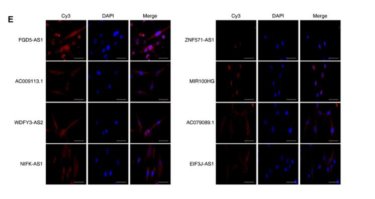 Identification and Functional Prediction of Long Non-Coding RNAs in Dilated Cardiomyopathy by Bioinformatics Analysis