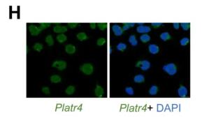 Oscillating lncRNA Platr4 regulates NLRP3 inflammasome  to ameliorate nonalcoholic steatohepatitis in mice 