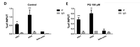 Nrf2-regulated miR-380-3p blocks the translation of Sp3 protein and its  mediation of paraquat-induced toxicity in mouse neuroblastoma N2a  cells