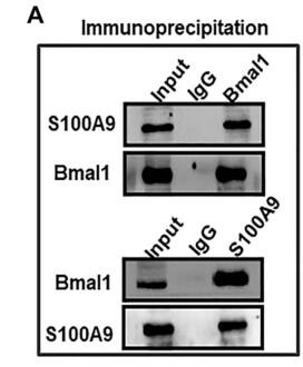 Bmal1 Regulates Macrophage Polarize Through Glycolytic Pathway in Alcoholic Liver Disease 