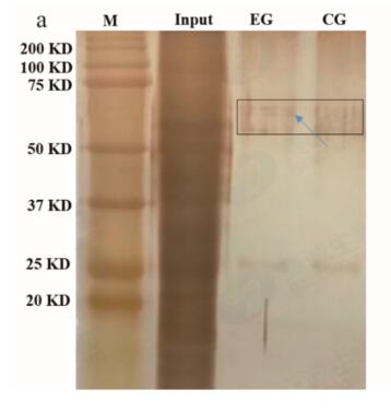 An R1R2R3 MYB T ranscription Factor, MnMYB3R1,Regulates the Polyphenol Oxidase Gene in Mulberry(Morus notabilis)