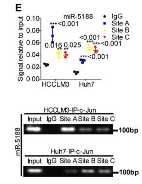 HBX-induced miR-5188 impairs FOXO1 to stimulate β-catenin nuclear translocation and promotes tumor stemness in hepatocellular carcinoma