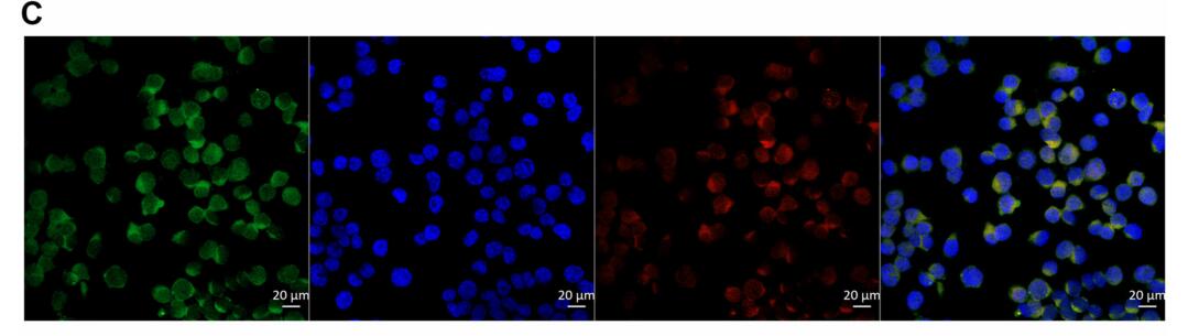 Circular HDAC9/microRNA-138/Sirtuin-1 Pathway Mediates Synaptic and Amyloid Precursor Protein Processing Deficits in Alzheimer’s Disease