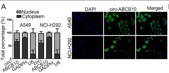 Knockdown of circ-ABCB10 promotes sensitivity of lung cancer cells to cisplatin via miR-556-3p/AK4 axis
