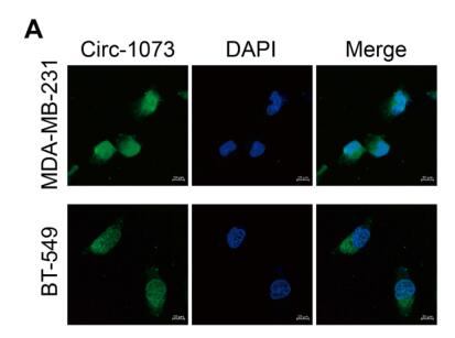 Circular RNA 0001073 Attenuates Malignant Biological Behaviours in Breast Cancer Cell and Is Delivered by Nanoparticles to Inhibit Mice Tumour Growth
