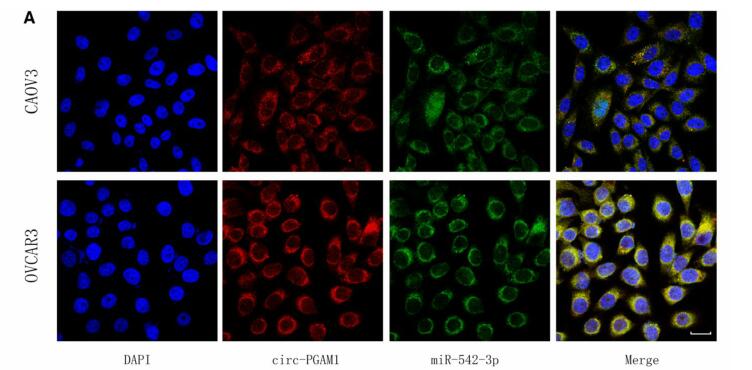 Circ-PGAM1 promotes malignant progression of epithelial ovarian cancer through regulation of the miR-542-3p/CDC5L/ PEAK1 pathway