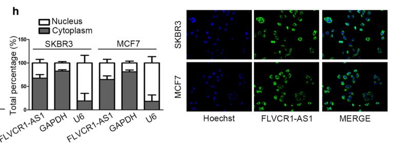LncRNA FLVCR1-AS1 promotes proliferation, migration and activates Wnt/β-catenin pathway through miR-381-3p/CTNNB1 axis in breast cancer