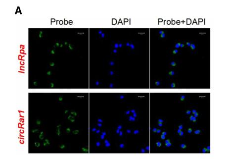 A novel regulatory network among LncRpa, CircRar1, MiR-671 and apoptotic genes promotes lead-induced neuronal cell apoptosis