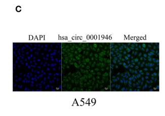 Hsa_circ_0001946 Inhibits Lung Cancer Progression and Mediates Cisplatin Sensitivity in Non-small Cell Lung Cancer via the Nucleotide Excision Repair Signaling Pathway