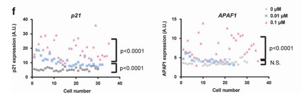 p53 dynamics orchestrates with binding affinity to target genes for cell fate decision