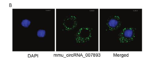 Calcitonin gene‑related peptide induces IL‑6 expression in RAW264.7 macrophages mediated by mmu_circRNA_007893