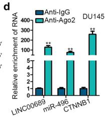 LINC00689 promotes prostate cancer progression via regulating miR-496/CTNNB1 to activate Wnt pathway