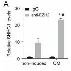 Epigenetic silencing of KLF2 by long non-coding RNA SNHG1 inhibits periodontal ligament stem cell osteogenesis differentiation