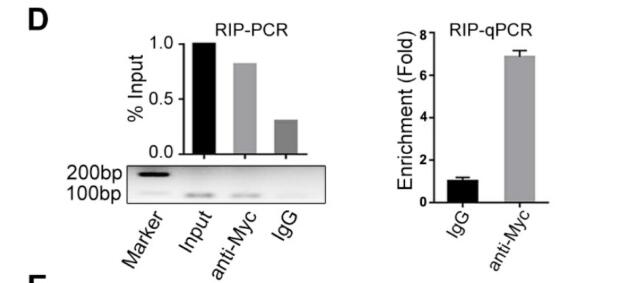 LncRNA CSMD1-1 promotes the progression of Hepatocellular Carcinoma by activating MYC signaling