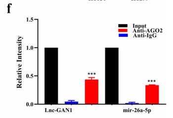 Lnc-GAN1 expression is associated with good survival and suppresses tumor progression by sponging mir-26a-5p to activate PTEN signaling in non-small cell lung cancer