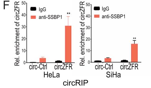 The circular RNA circZFR phosphorylates Rb promoting cervical cancer progression by regulating the SSBP1/CDK2/cyclin E1 complex