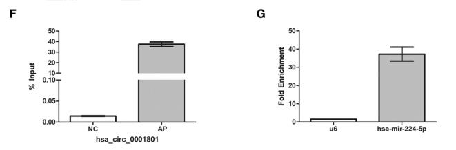 CircPCMTD1 Acts as the Sponge of miR-224-5p to Promote Glioma Progression