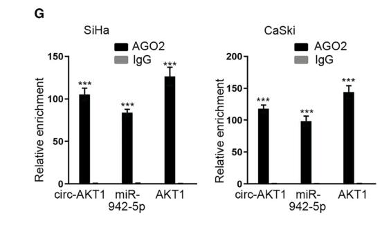circRNA-AKT1 Sequesters miR-942-5p to Upregulate AKT1 and Promote Cervical Cancer Progression