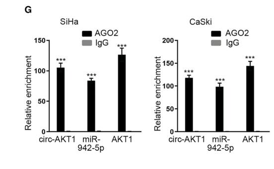circRNA-AKT1 Sequesters miR-942-5p to Upregulate AKT1 and Promote Cervical Cancer Progression